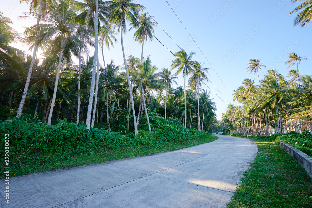 Empty road with coconut palm trees. Empty road with coconut palm trees.