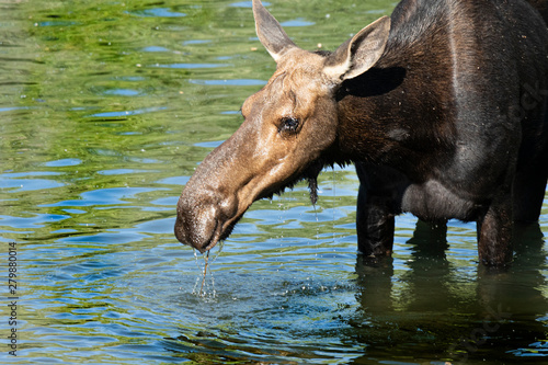 Moose in River