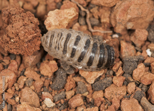 Oestrus larva final stage after being released from inside the nasal passages of the goat  seeking to be buried in the ground to pupate