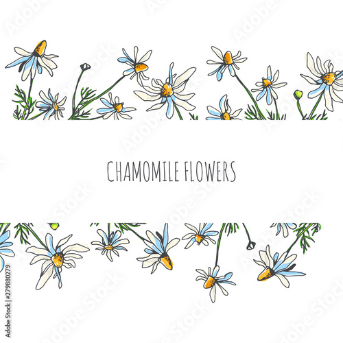 Vector floral pattern with chamomile branches on white background. Hand drawn botanical texture with field plants. Floral sketch with camomile flowers