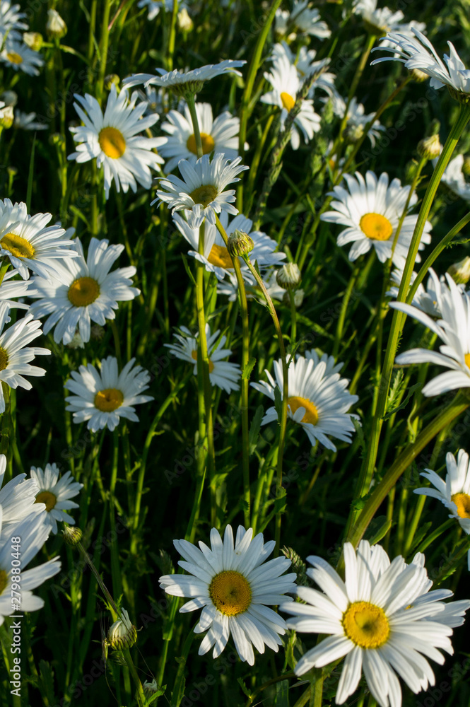 Margeriten Wiese Margeriten Wiese