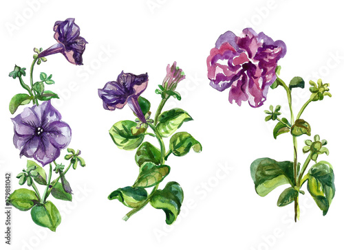 Watercolor flowers in different styles.Flowers for design work.