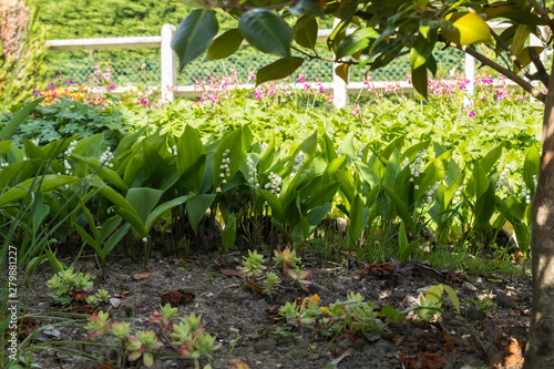 Muguet de France mois de mai fête du travail