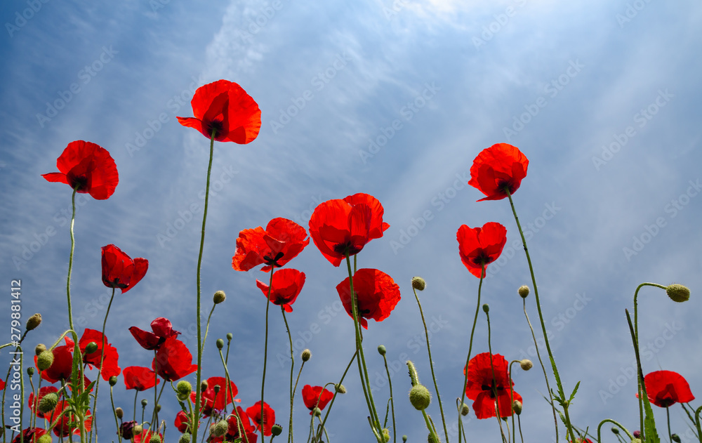 Obraz premium Poppies in blossom against clear blue sky in springtime