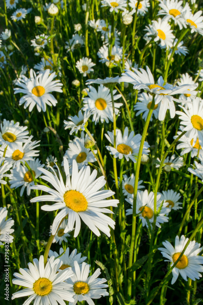 Margeriten Wiese Margeriten Wiese