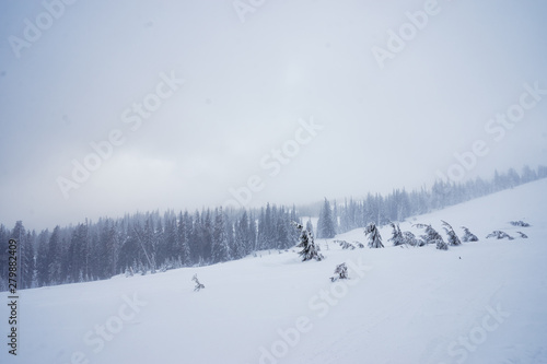 Forest in winter. Pine trees covered by snow.