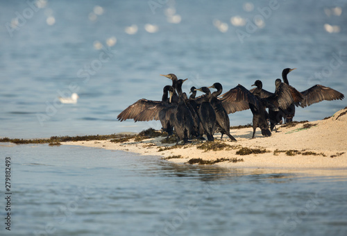 The Socotra cormorants at Um Jaileed island, Bahrain