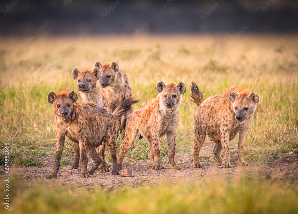 Obraz premium Clan of Hyenas