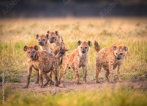 Clan of Hyenas