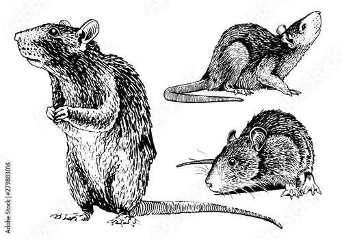 Graphical set of rats isolated on white,vector illustration,rodent