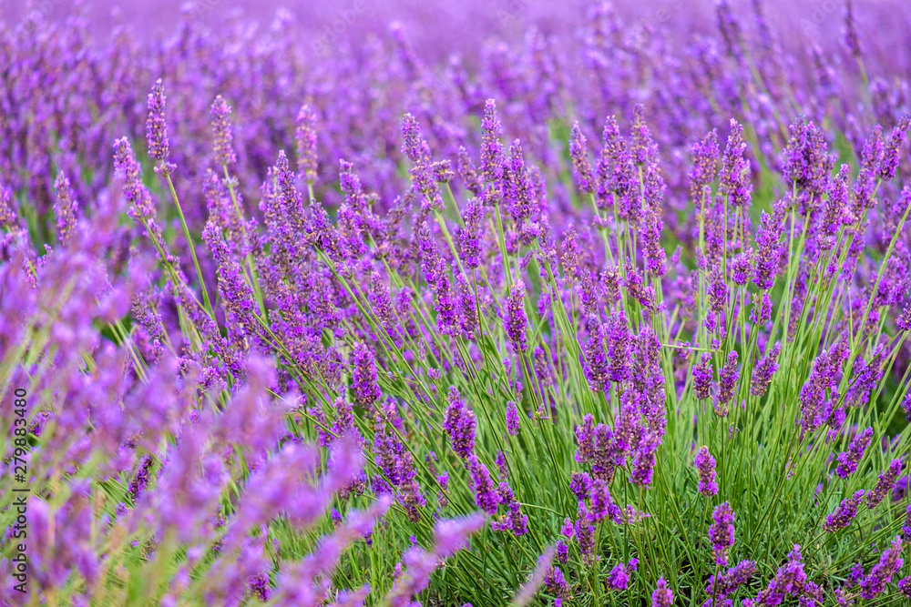 Lavender blossoms in height of bloom in early July, Plateau de Valensole, near Puimoisson, Provence-Alpes-C?te d'Azur, France Lavender blossoms in height of bloom in early July, Plateau de Valensole, near Puimoisson, Provence-Alpes-C?te d'Azur, France
