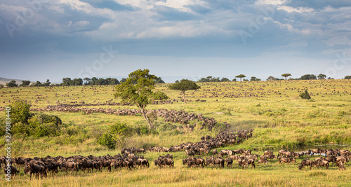Great Migration Herd S-Curve