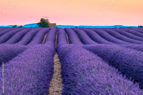 Rows of purple lavender in height of bloom in early July in a field on the Plateau de Valensole at sunset, near Valensole, Provence-Alpes-C?te d'Azur, France
