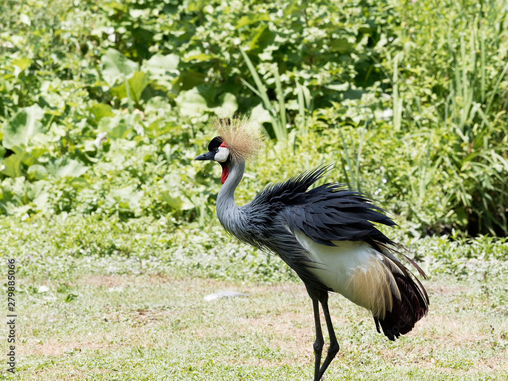 Fototapeta premium Grue royale (Balearica regulorum) au plumage coloré et la tête surmontée de plumes dorées