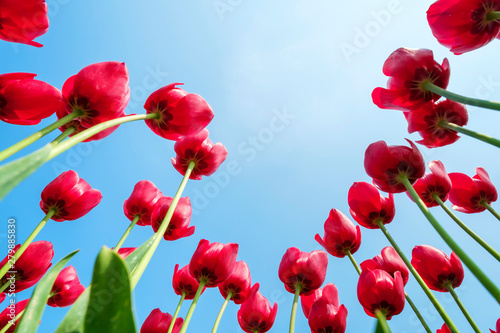 Looking up at tulip blossoms against blue sunny sky, Ursem, North Holland, Netherlands photo