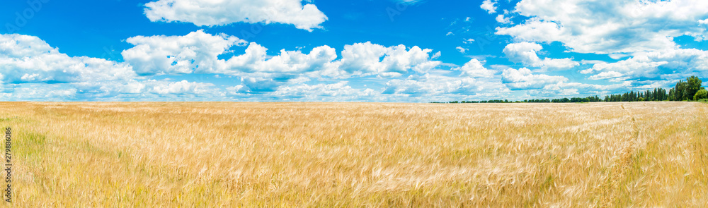 A large golden wheat field. Cumulus on a clear blue sky. Green forest on the horizon. Beautiful nature. The concept of cleanliness. Natural plants. Agricultural business. Large panorama.