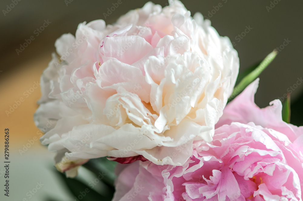 bouquet of peons on a black background bouquet of peons on a black background