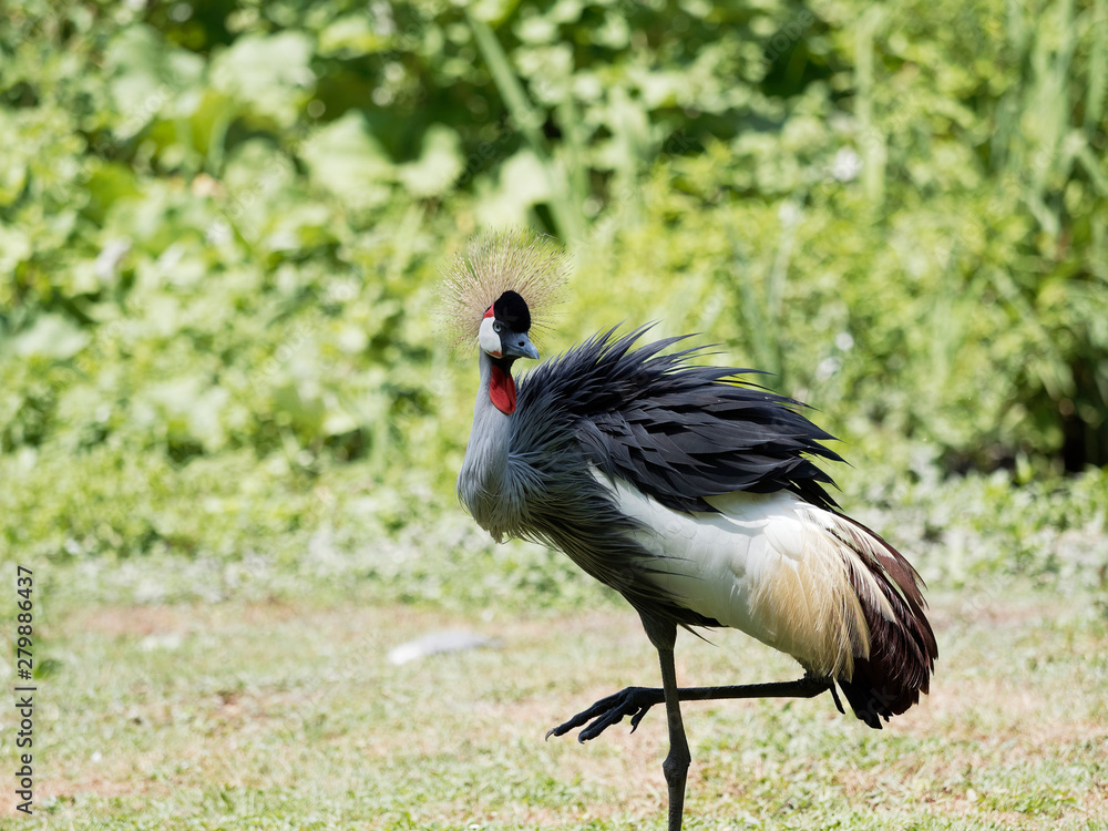 Fototapeta premium Grey crowned crane (Balearica regulorum)