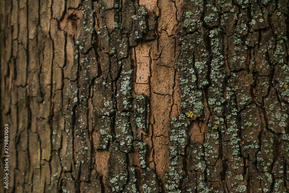 Fototapeta premium Tree bark surface as background