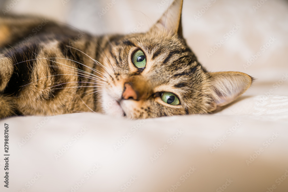 Obraz premium Beautiful short hair cat lying on the bed at home