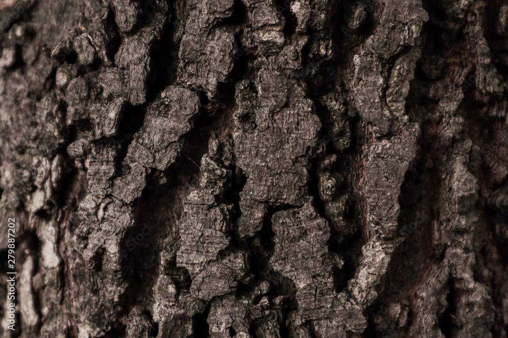 Tree bark surface as background Tree bark surface as background