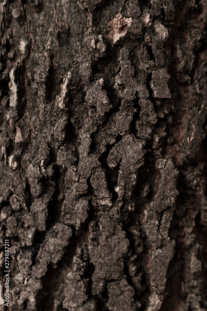 Tree bark surface as background
