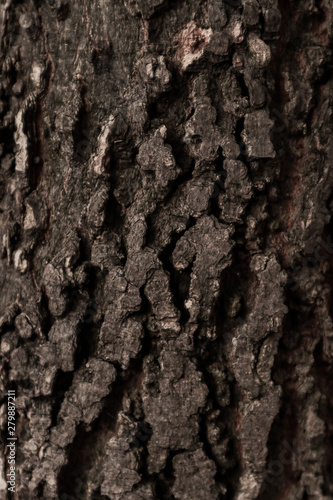 Tree bark surface as background