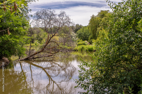 Barren Summertime Tree