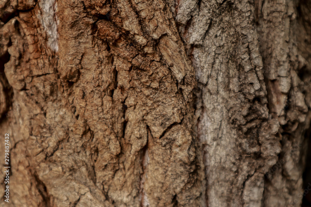 Tree bark surface as background Tree bark surface as background