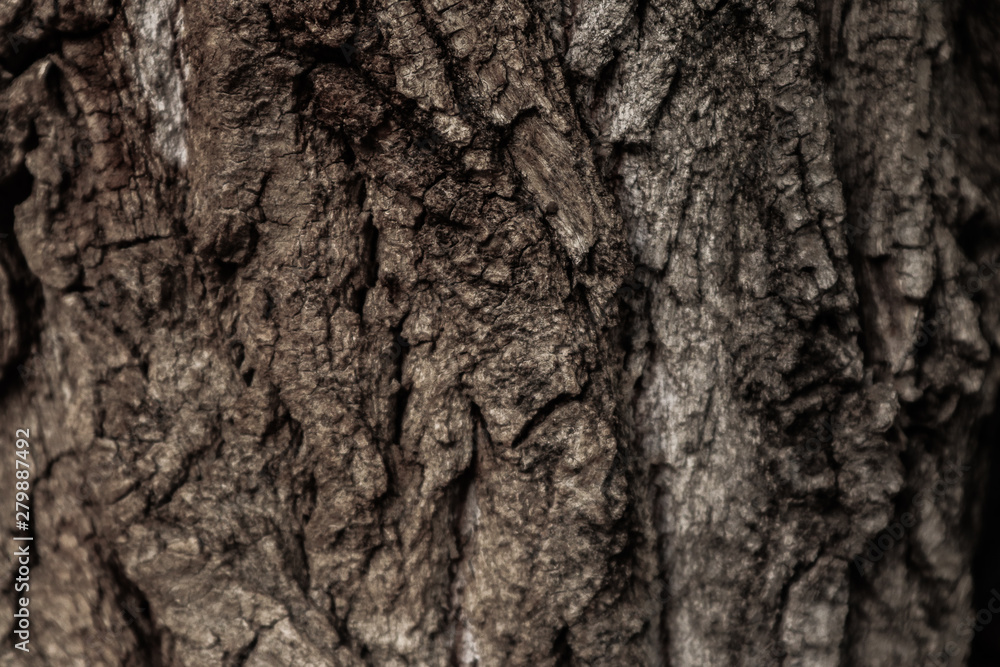 Tree bark surface as background Tree bark surface as background