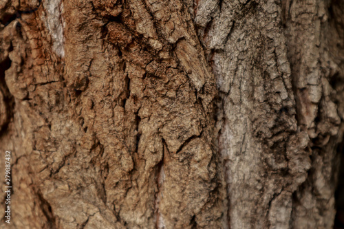 Tree bark surface as background © Mynameislisenok