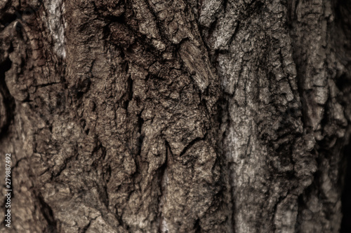Tree bark surface as background © Mynameislisenok