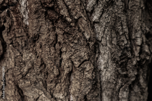 Tree bark surface as background