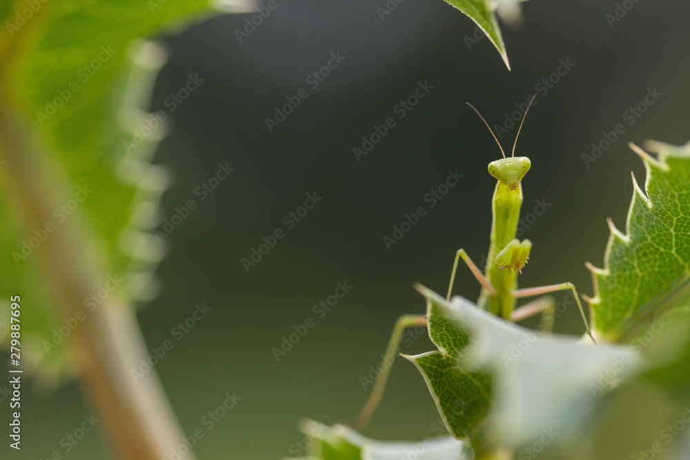 Naklejka premium Young praying mantis waiting on a leaf.
