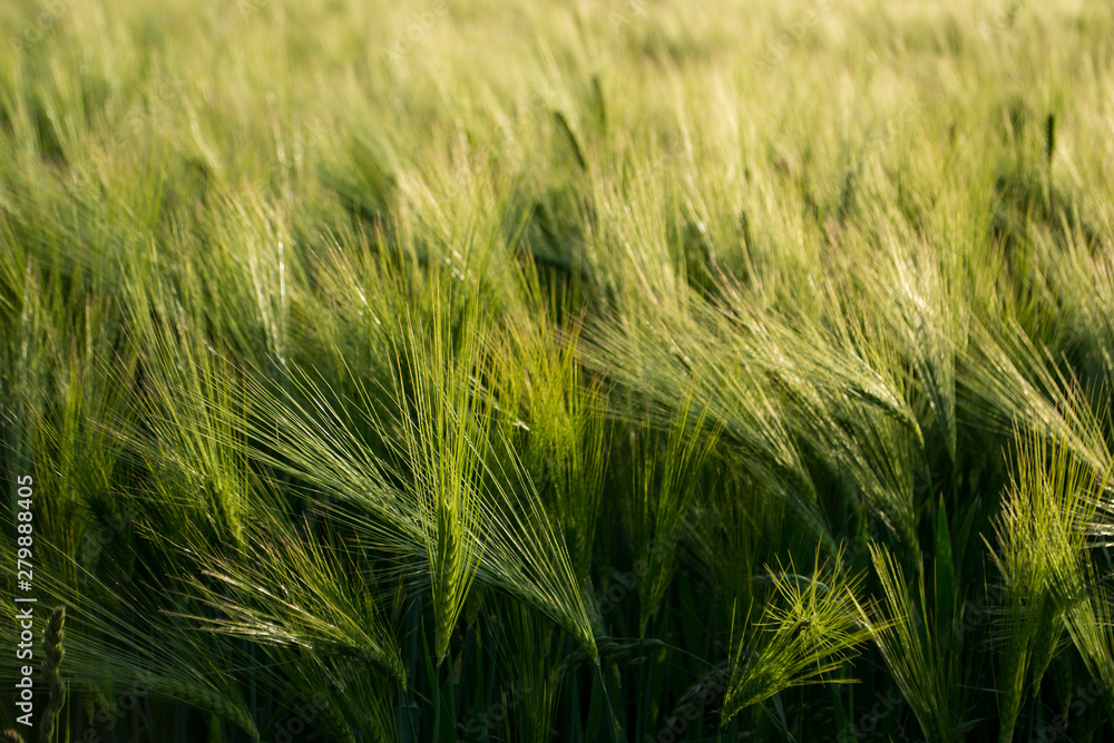 Feld Ähren Gerste Feld Ähren Gerste