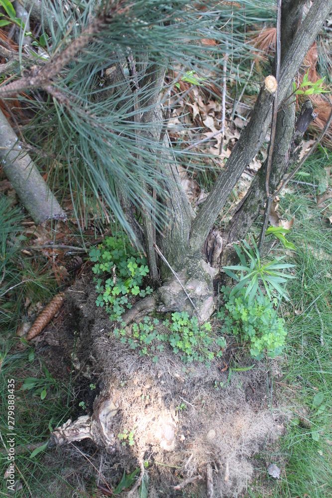 Obraz premium squirrel in the forest