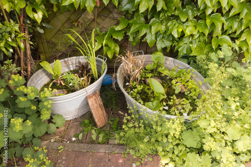 Zwei Zinkwannen als kleine Gartenteiche bepflanzt mit Wasserpflanzen. Ringsherum blüht der Frauenmantel, Alchemilla mollis, Wilder Wein und Heckenrosen. Ein idyllischer Platz auf der Terrasse
