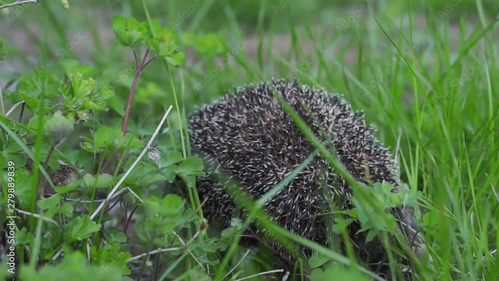 hedgehog in the grass close-up wild animal hedgehog in the grass close-up wild animal