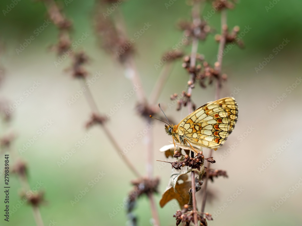 Fototapeta premium Melitaea nevadensis, Fritillary butterfly in natural environment. Europe.