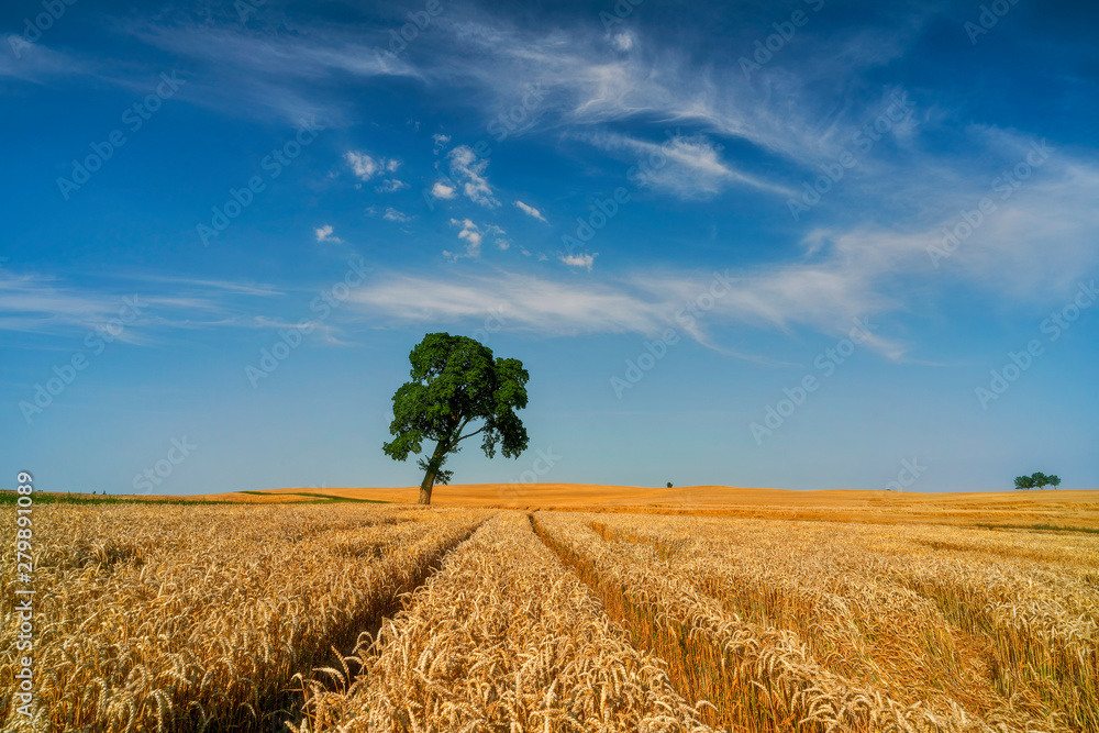 Obraz premium Field of ripening cereal, Poland around the town of Sztum