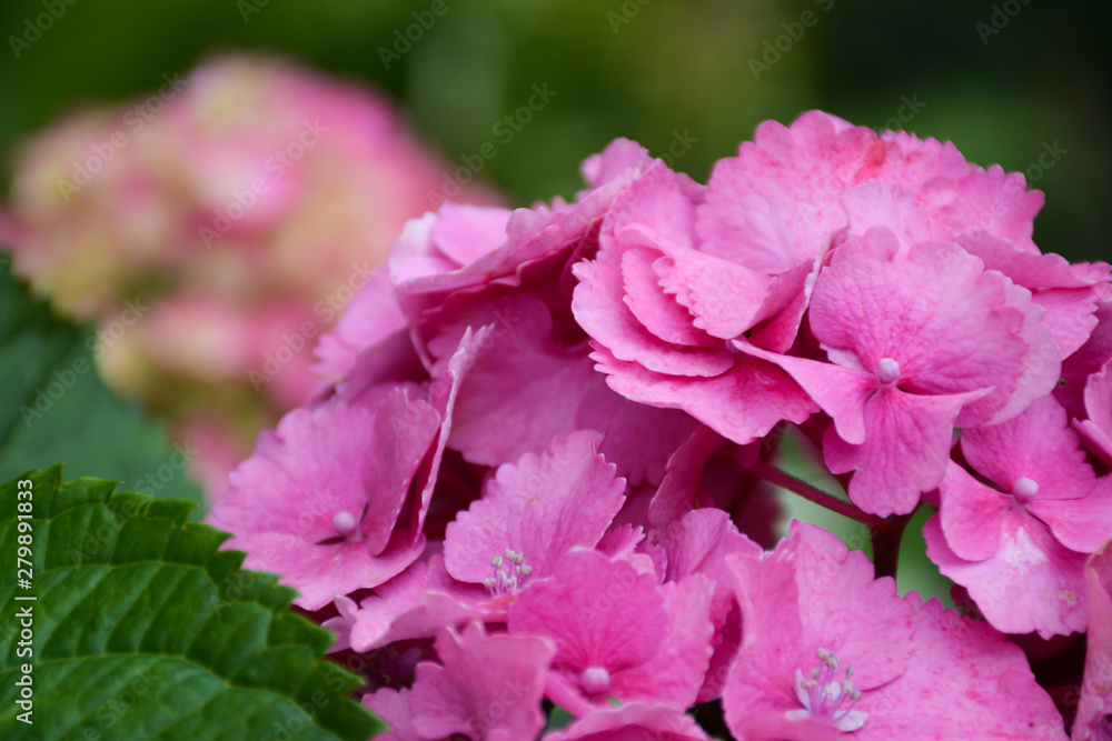 Bright pink hydrangea flowers with green leaves in the garden on a blurred background. Bright pink hydrangea flowers with green leaves in the garden on a blurred background.