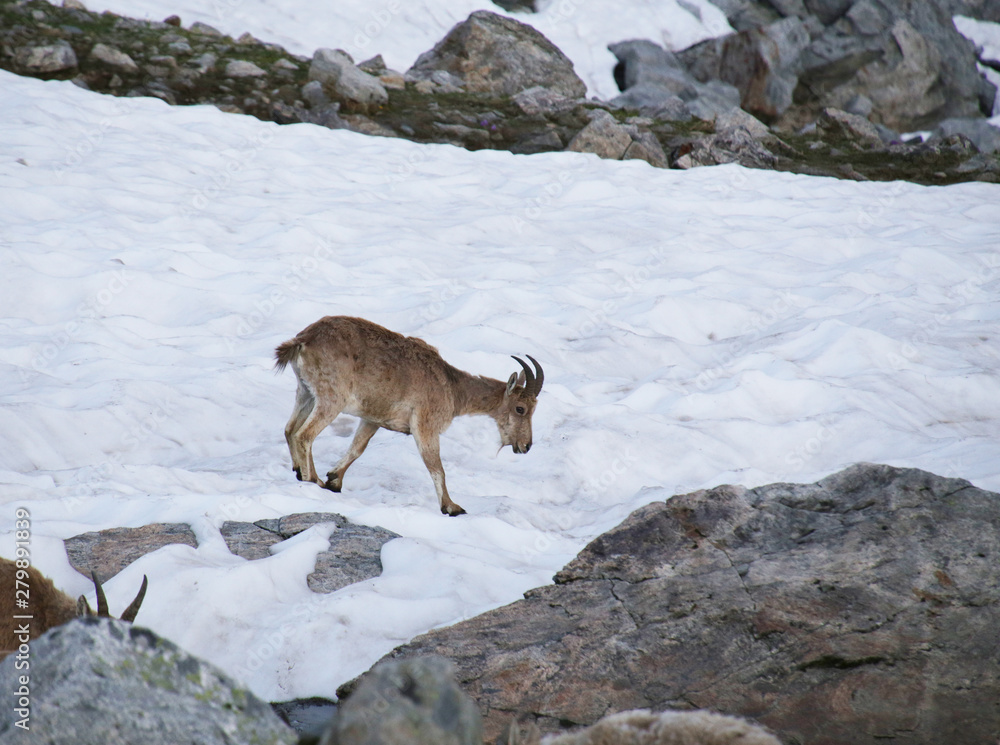 Caucasian mountain goat