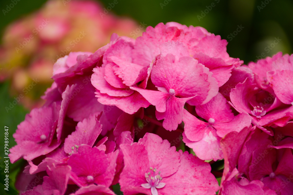 Bright pink hydrangea flowers in the garden on a blurred background