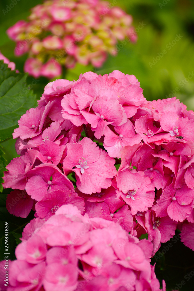 Large pink hydrangea flowers on a large bush Large pink hydrangea flowers on a large bush
