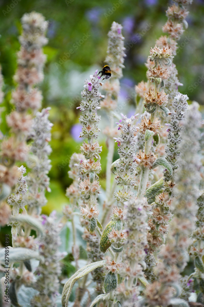 Blooming byzantine chistets and a bumblebee on it Blooming byzantine chistets and a bumblebee on it