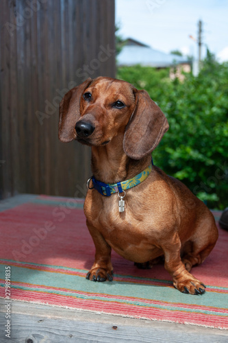 Dachshund sits on doorstep of a country house