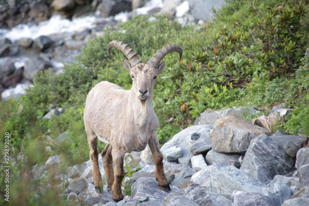 Caucasian mountain goat