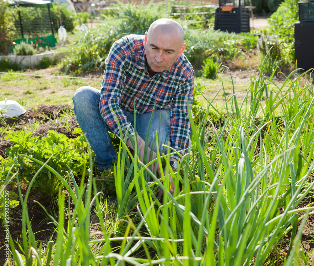 Fototapeta premium Male farmer checking plants