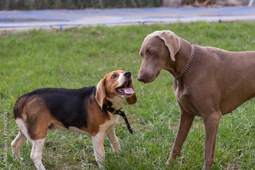 Weimaraner and beagle sales mix