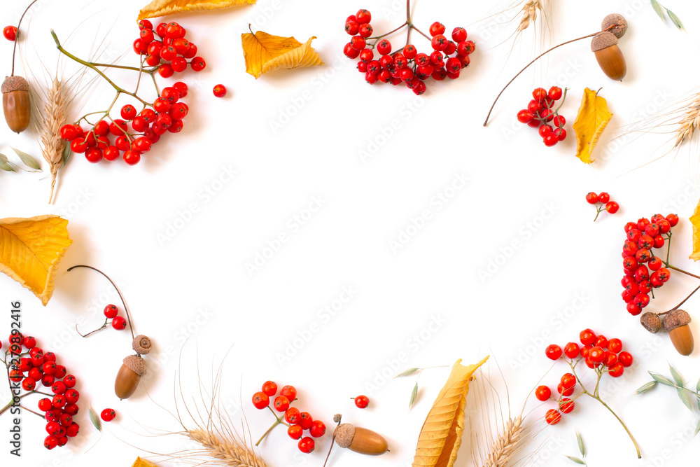 Autumn background with with bright ripe rowen, leaves, ears and acorns on white - obrazy, fototapety, plakaty 